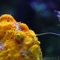 Fishes (3)