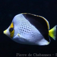 Fishes (5)