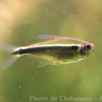 Fishes (8)