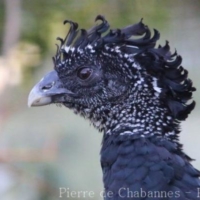 Galliformes (3)