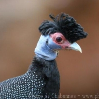 Galliformes (4)