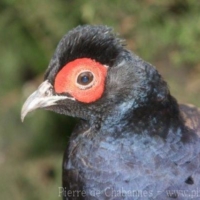 Galliformes (5)