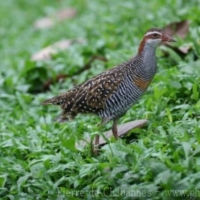 Gruiformes (1)