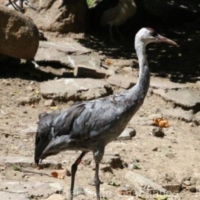 Gruiformes (2)