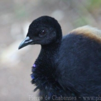 Gruiformes (3)