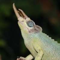 Lizards (10)