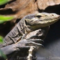 Lizards (11)