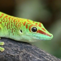 Lizards (7)