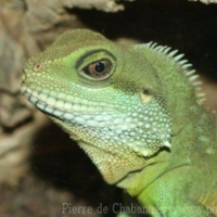 Lizards (8)