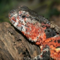 Lizards (9)