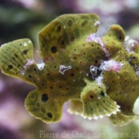 Lophiiformes (1)