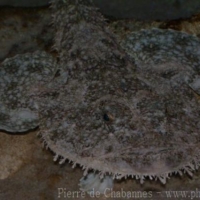 Lophiiformes (2)