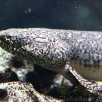 Lungfishes (1)