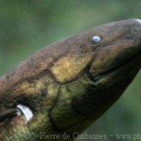 Lungfishes (2)