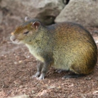 Mammals (1)