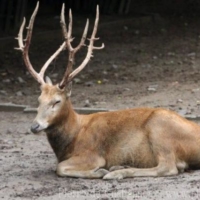 Mammals (2)