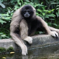 Mammals (3)