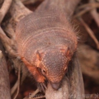 Mammals (4)