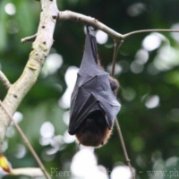 Mammals (7)