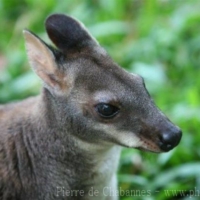 Mammals (8)