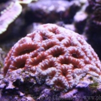 Marine Invertebrates (2)