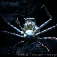Marine Invertebrates (3)