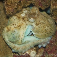 Marine Invertebrates (4)