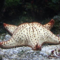 Marine Invertebrates (5)