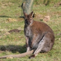 Marsupials (6)