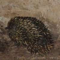 Marsupials (7)