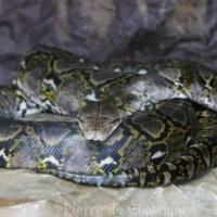 Ophidia (1)
