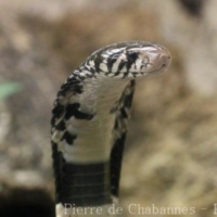 Ophidia (2)
