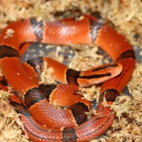 Ophidia (3)