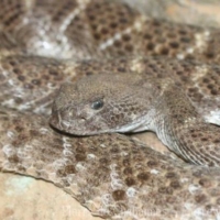 Ophidia (6)