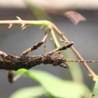 Other Invertebrates (1)