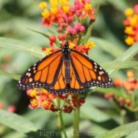 Other Invertebrates (2)