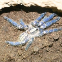 Other Invertebrates (4)