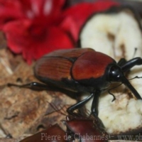 Other Invertebrates (5)