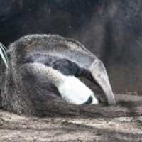 Other mammals (4)