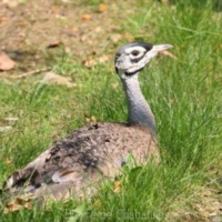 Otidiformes (1)