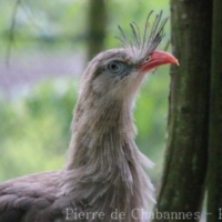 Otidiformes (2)