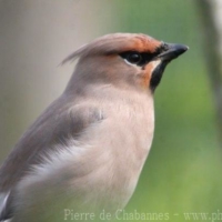 Passeriformes (1)