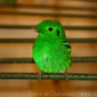 Passeriformes (10)