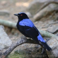 Passeriformes (11)