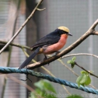 Passeriformes (12)