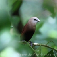 Passeriformes (13)