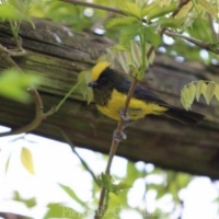Passeriformes (14)