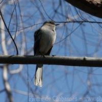 Passeriformes (15)