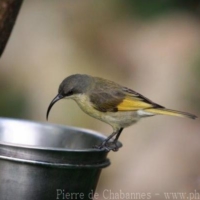 Passeriformes (16)
