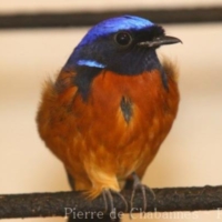 Passeriformes (17)